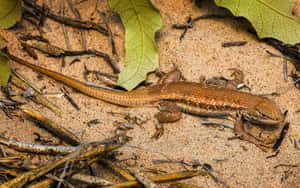 Brown Lizard Camouflagedin Sand Wallpaper