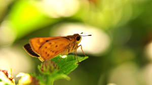 Brown Moth On Green Leaf In Close Up Photography During Daytime Wallpaper