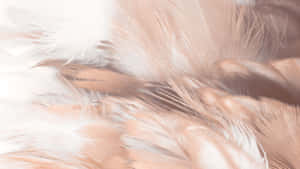Brown Pastel Aesthetic Soft Feather Texture Wallpaper