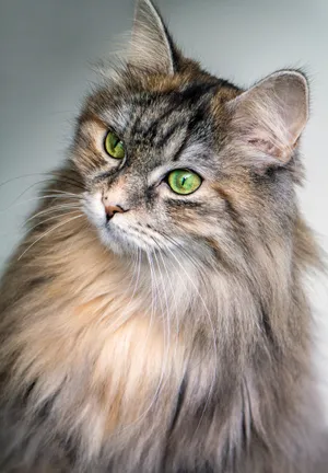 Brown Pet Cat Close-up Wallpaper