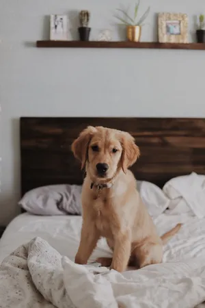 Brown Pet Dog In Bed Wallpaper