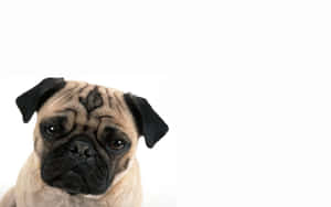 Brown Pug Dog Shoot Wallpaper