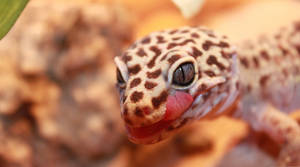 Brown Spotted Gecko Wallpaper