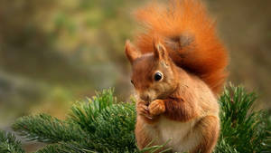 Brown Squirrel 1080p Hd Desktop Wallpaper