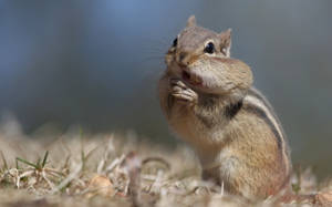 Brown Squirrel Full Hd Wallpaper