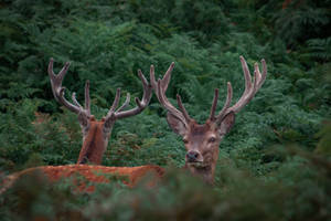 Brown Stags Deer Hunting Wallpaper