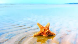 Brown Starfish Soaked In Sea Wallpaper