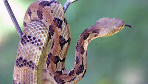 Brown Timber Rattler Snake Wallpaper