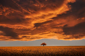 Brown Tree Orange Sky Spring Laptop Wallpaper