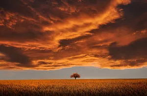 Brown Tree Orange Sky Spring Laptop Wallpaper