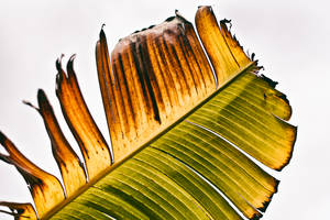 Brown Withered Banana Leaf Wallpaper