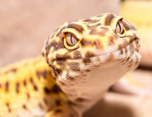 Brown Yellow Leopard Gecko Smile Wallpaper