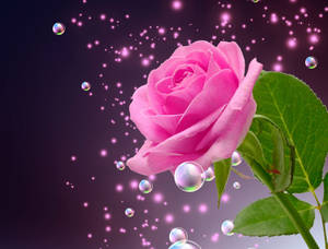 Bubbly Pink Color Rose Wallpaper