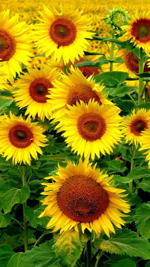 Bubbly Yellow Sunflowers Iphone Wallpaper