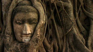 Buddha Hd Encased In Banyan Tree Wallpaper