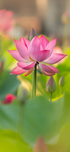 Budding Lotus Flower Wallpaper