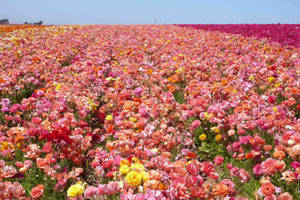 Bulgaria Pink Rose Field Wallpaper
