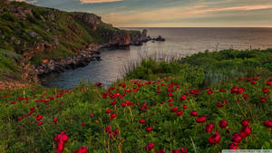 Bulgaria Sea Coast Flowers Wallpaper