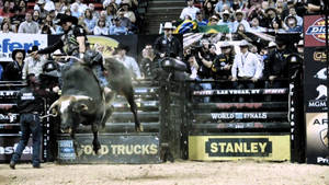 Bull Riding: A Thrilling Activity That Isn't For The Faint Of Heart Wallpaper