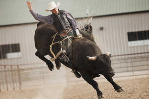 Bull Riding Rodeo Style Event Wallpaper