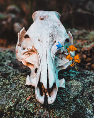 Bull Skull Without Horns Wallpaper