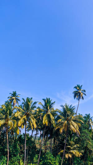 Bunch Of Coconut Trees Under Blue Sky Wallpaper