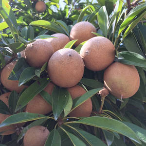 Bunch Of Sapodilla Fruits Wallpaper