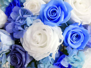 Bundle Of Blue And White Roses Wallpaper
