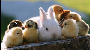 Bunny And Baby Chicks Wallpaper