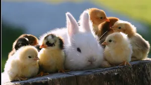 Bunny And Baby Chicks Wallpaper