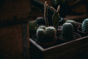 Bunny Cactus With Sharp Spike Wallpaper
