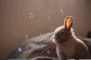 Bunny Enjoying Bubbles Wallpaper