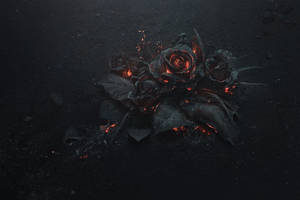 Burning Dark Hd Flowers Desktop Wallpaper