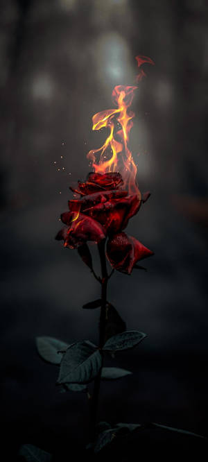 Burning Rose Aesthetic Wallpaper