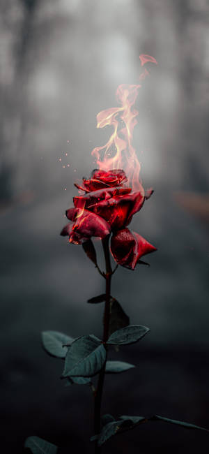 Burning Rose Aesthetic Iphone Xr Wallpaper