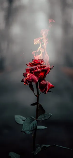 Burning Rose Aesthetic Iphone Xr Wallpaper