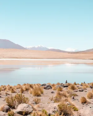 Bushes Aesthetic Blue Iphone Wallpaper