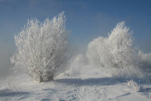 Bushes, Hoarfrost, Snow, Traces, Path, Snow-white, Landscape, Shadows Wallpaper