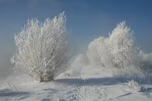 Bushes, Hoarfrost, Snow, Traces, Path, Snow-white, Landscape, Shadows Wallpaper