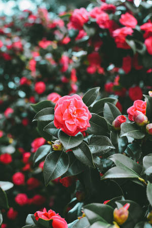 Bushy Red Spring Flowers Wallpaper
