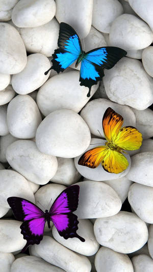 Butterflies On White Stones Wallpaper