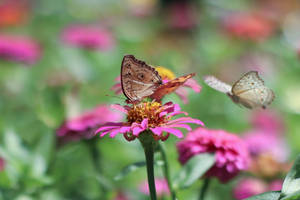 Butterflies On Zinnia Flower Wallpaper