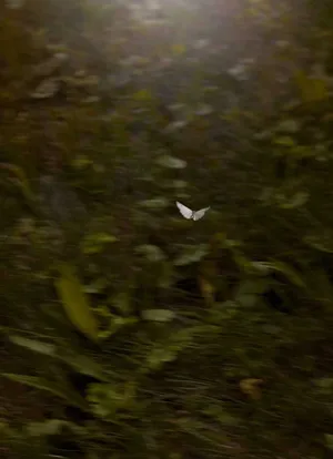 Butterfly Aesthetic Grunge Iphone Wallpaper