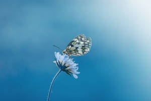 Butterfly Flower Blue Color Hd Wallpaper