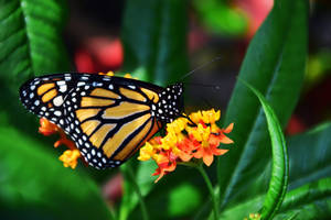 Butterfly On Flower Exotic Wallpaper