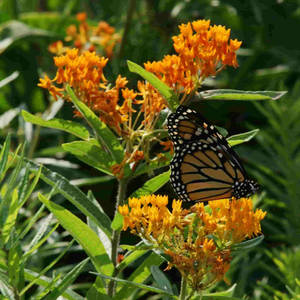 Butterfly On Flower In Sunny Garden Wallpaper