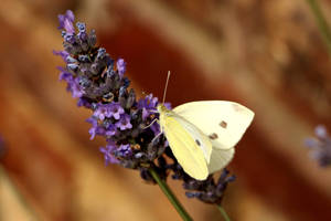 Butterfly On Lavender Flower Wallpaper