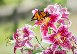 Butterfly On Pink Lily Blooms Wallpaper