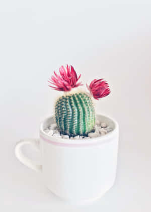 Cactus Flower In Cup Wallpaper