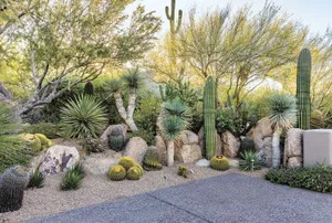 Cactus Garden In Arizona Desert Wallpaper